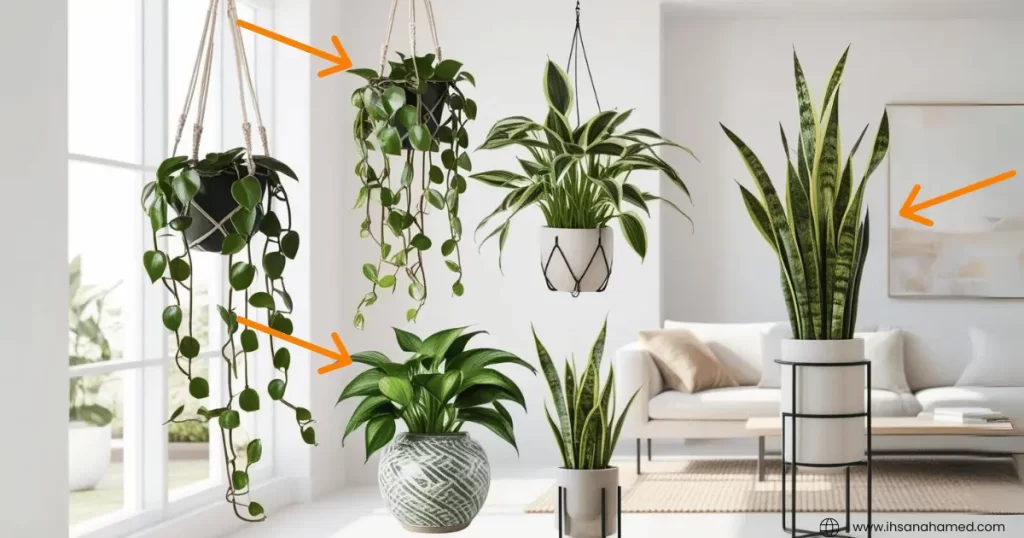 Air-Purifying Plants_ Pothos, Spider Plant, Snake Plant