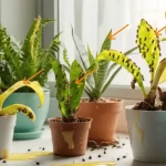 Common indoor container garden pest control problems