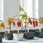 Choosing the Right Tomatoes for Your Indoor Garden