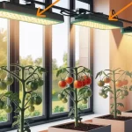 Light and Temperature for growing indoor tomatoes